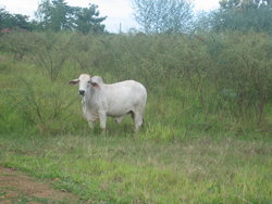 asian cow