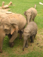 Asian elephants