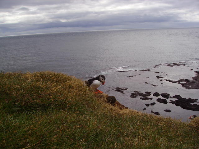 Atlantic puffin - free image