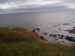 Atlantic puffin