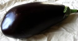 aubergine