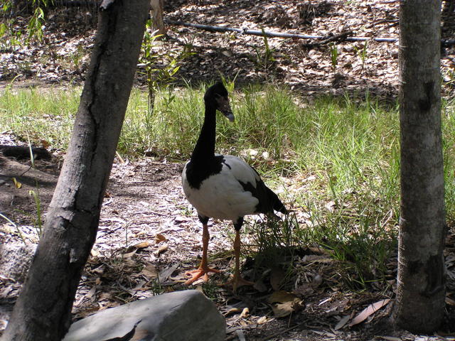 Australia´s bird in the woods - free image