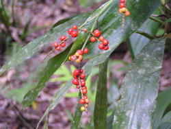 Australian exotic fruit