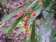 Australian exotic fruit