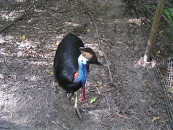 Australian front bird