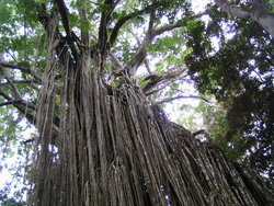 Australian lianas