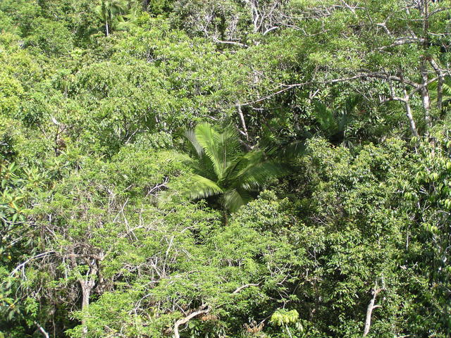 Australian mangrove - free image