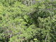 Australian mangrove
