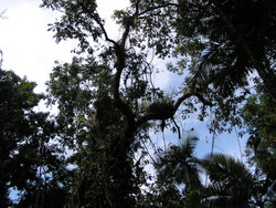 Australian trees above
