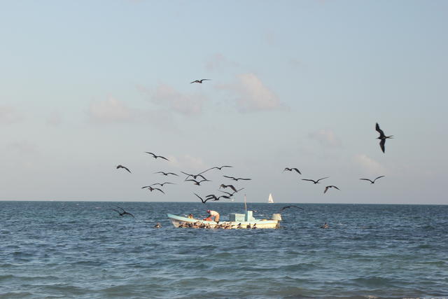 autumn sea  with birds - free image