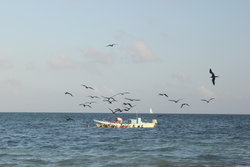 autumn sea  with birds