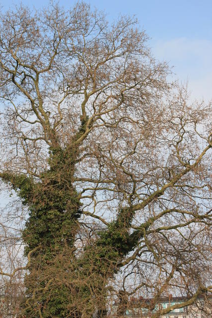 autumnal branches of a tree - free image