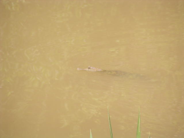 baby alligator - free image