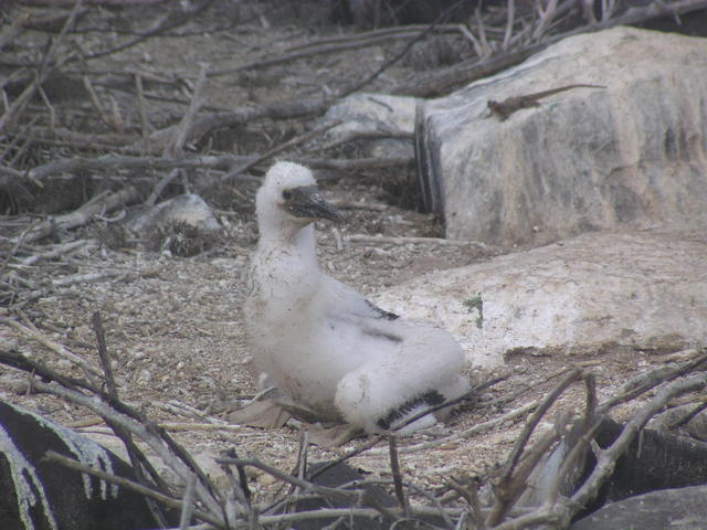 baby booby - free image