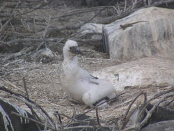 baby booby