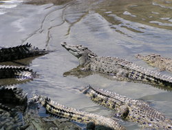 Baby crocodiles