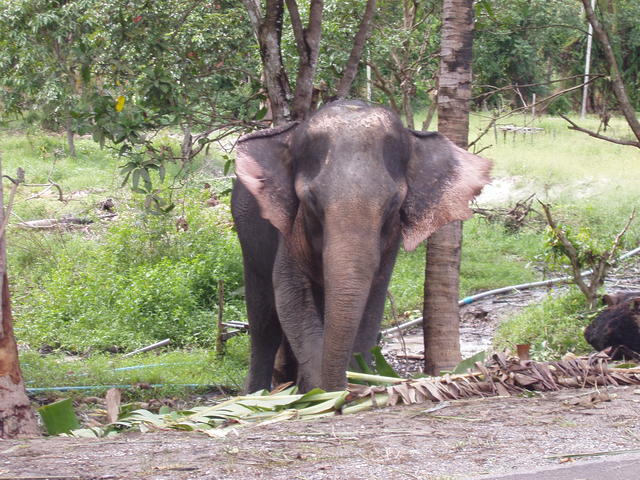 baby elephant - free image