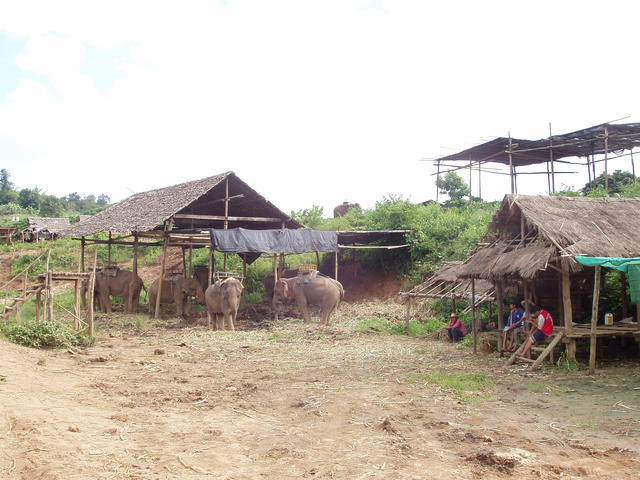 baby elephants - free image