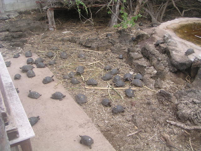 Baby giant tortoises - free image