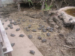 Baby giant tortoises