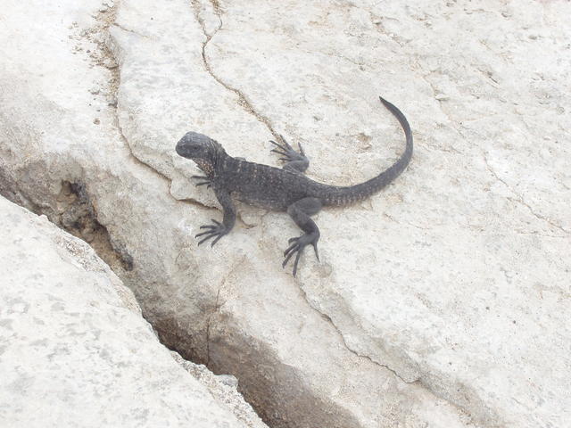 Baby iguana - free image