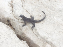 Baby iguana