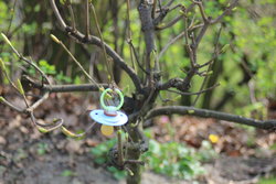 baby rubber on a young plant