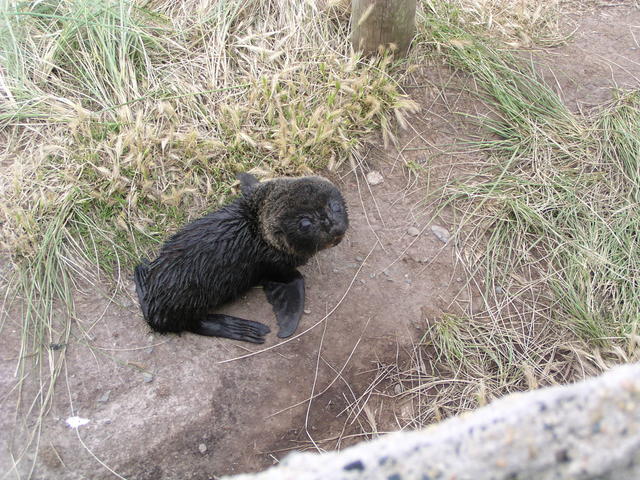 baby sea lion - free image