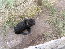 baby sea lion