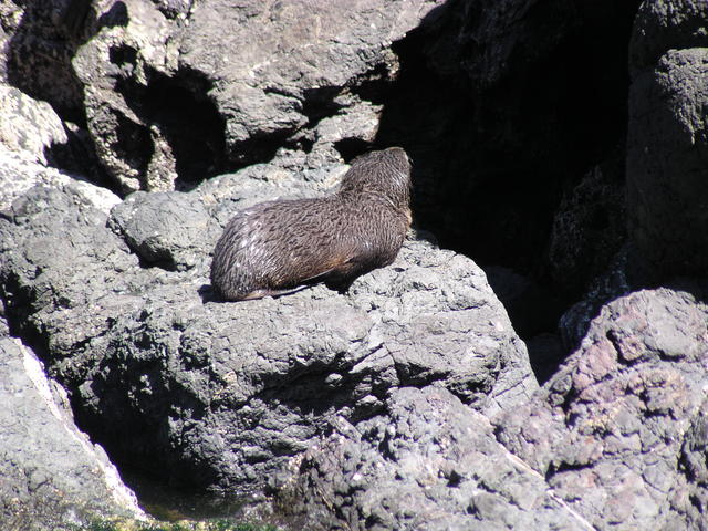 baby sea lion - free image