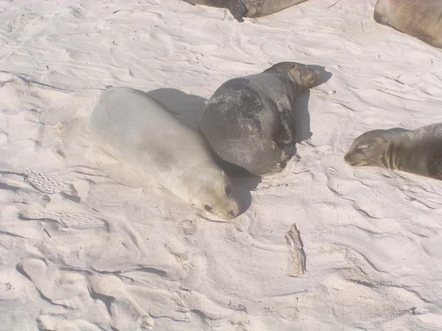 baby sea lions - free image