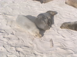 baby sea lions