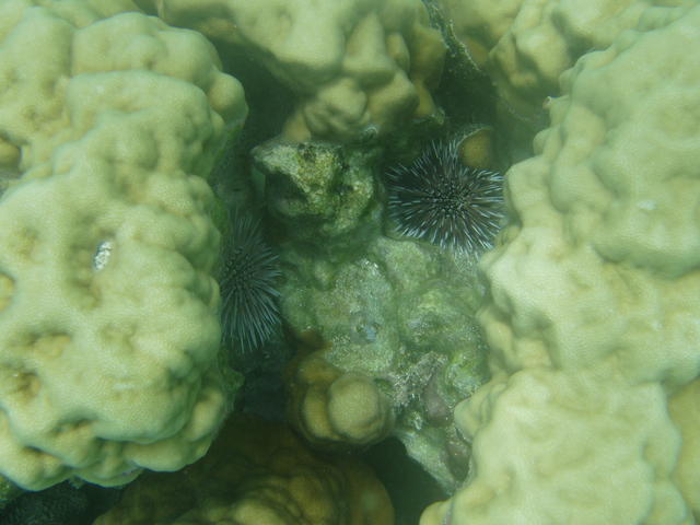 Baby sea urchins - free image