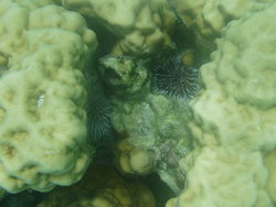 Baby sea urchins