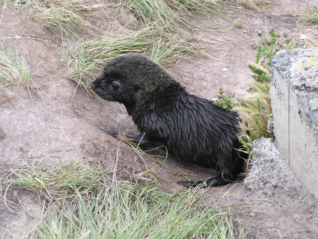baby seal - free image