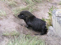 baby seal