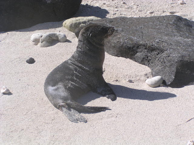 baby seal - free image