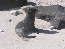 baby seal