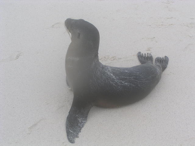 baby sealion - free image