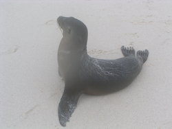 baby sealion