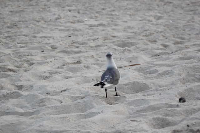 backside of a sea gull - free image