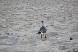 backside of a sea gull