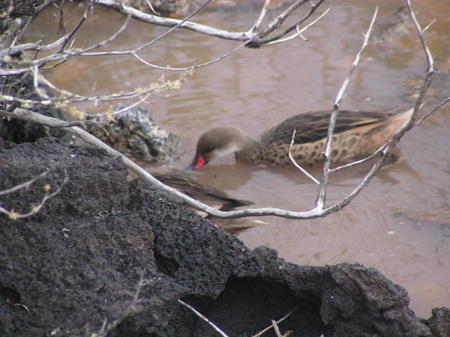 Bahama Pintail duck - free image
