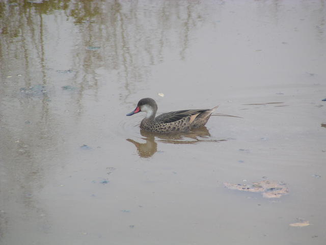 Bahama Pintail duck - free image