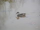 Bahama Pintail duck