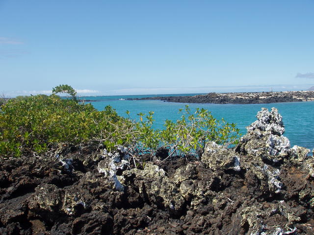 bald sea shore - free image