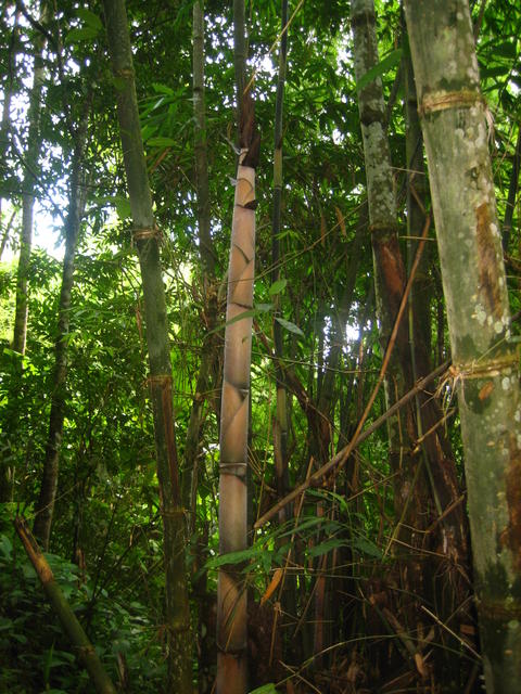 Bamboo forest - free image