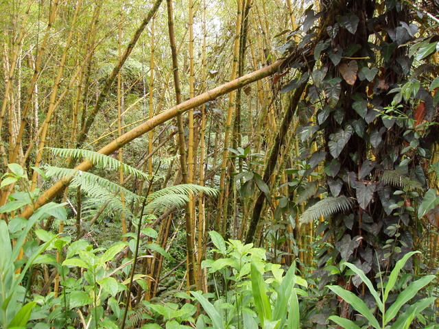 bamboo jungle - free image
