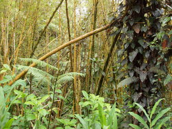 bamboo jungle