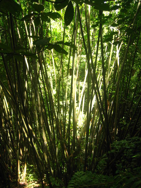 Bamboo plants - free image